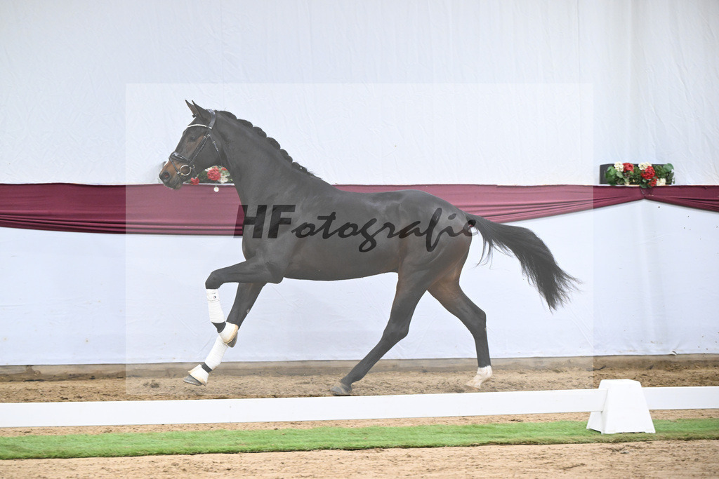 Kat-Nr. 128 Vitalis x De Kooning_Stall Buchenhof_47254292 | hf-fotografie - Realisiert mit Pictrs.com