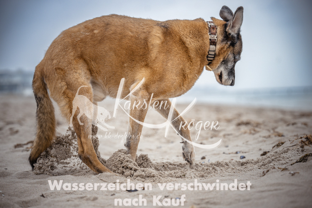 1037_ZZ95562 | kk-dogfotos