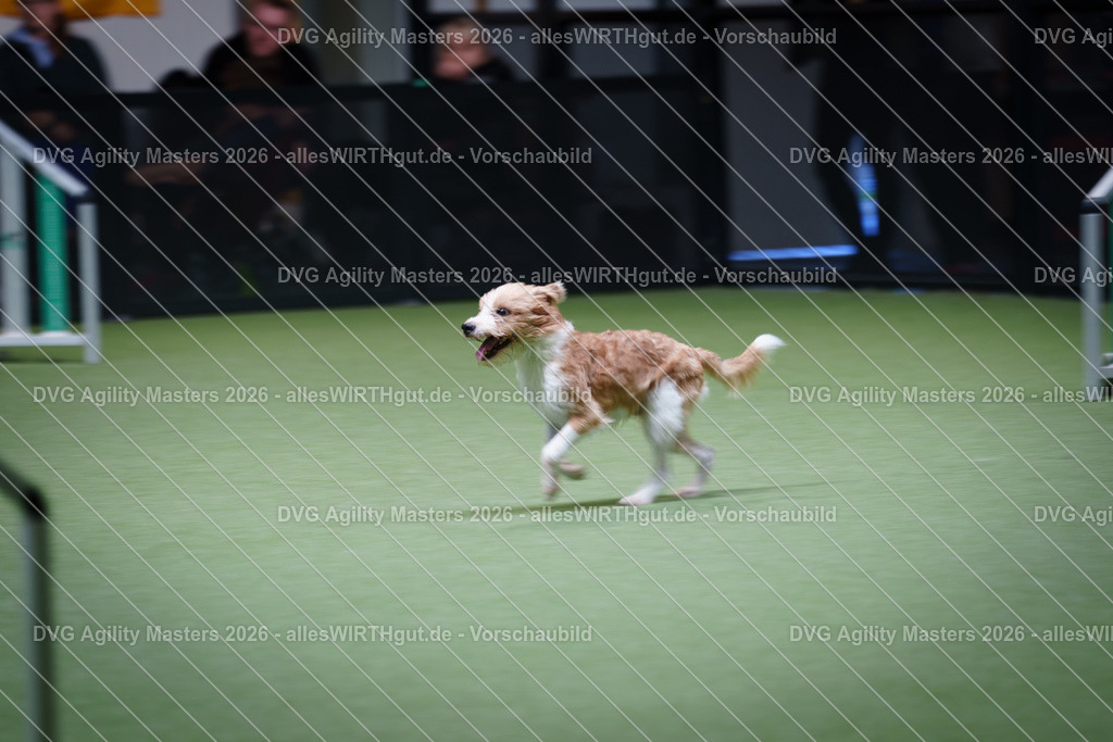 allesWIRTHgut_Tierfotografie-DVG_Agility_Masters_2026-15_05-7R506123 | Professionelle Tierfotografie in Mönchengladbach von Daniel Wirth (allesWIRTHgut). Liebevolle & natürliche Bilder von Hunden & Katzen für unvergessliche Erinnerungen.