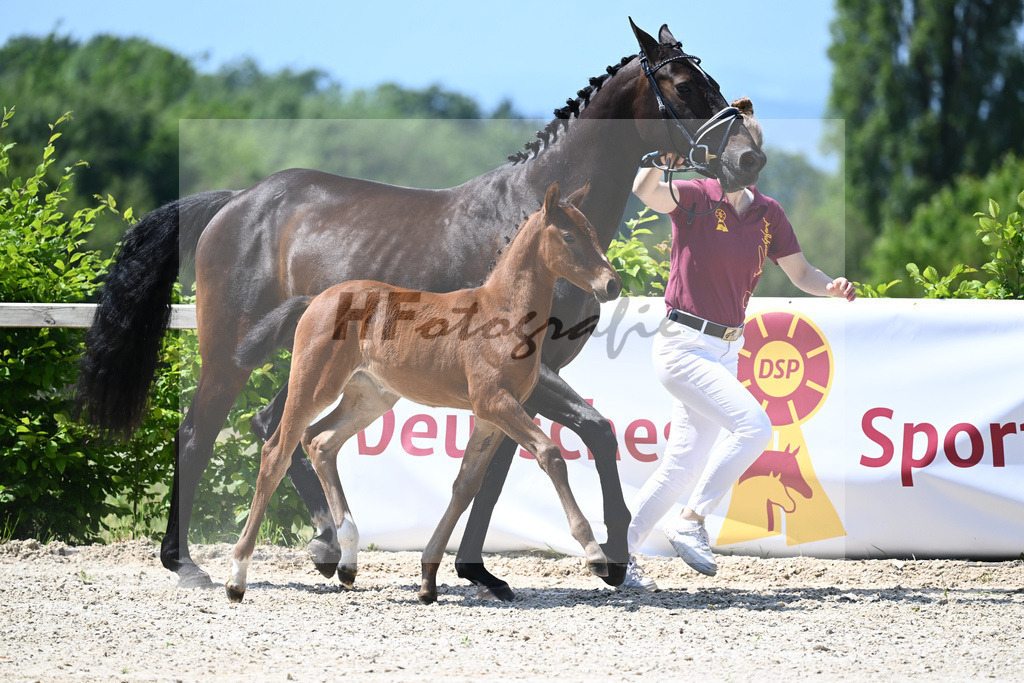 Kat-Nr. 13 SF Cullinan du Borget B_Herzog_15230275 | hf-fotografie - Realizzato con Pictrs.com