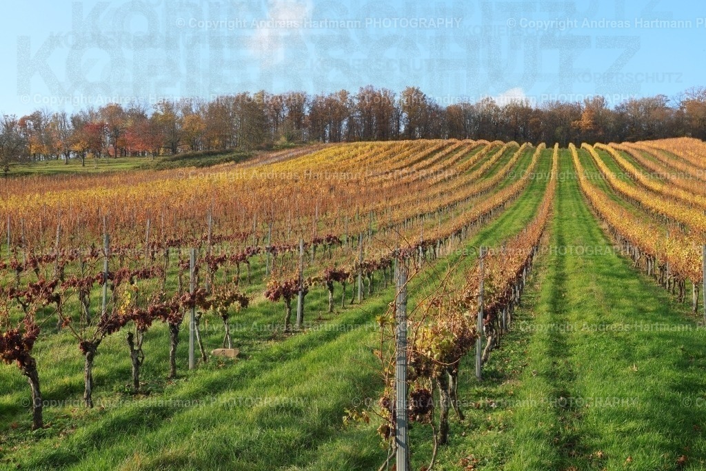 Weinberg im Herbst | Weinberg im Herbst - Realisiert mit Pictrs.com
