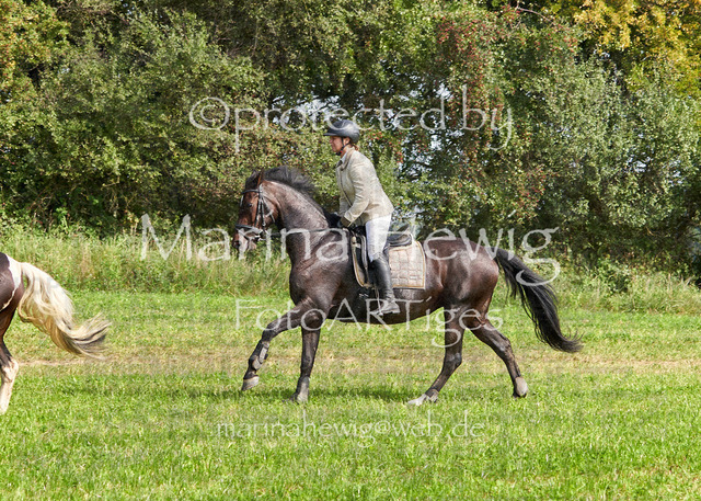 09-23 Jagd Perdöl_MCH0190_Marina Hewig | Fotografie, FotoArt, PferdesportArt, Pferdesportfotografie, Landschaftsfotografie, Reisefotografie, Reise, Pferde - Realisiert mit Pictrs.com