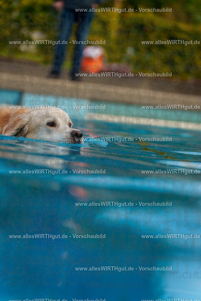 Hundeschwimmen_Grefrath_2026-allesWIRTHgut_Tierfotografie-09_37-7R502432 | Professionelle Tierfotografie in Mönchengladbach von Daniel Wirth (allesWIRTHgut). Liebevolle & natürliche Bilder von Hunden & Katzen für unvergessliche Erinnerungen.