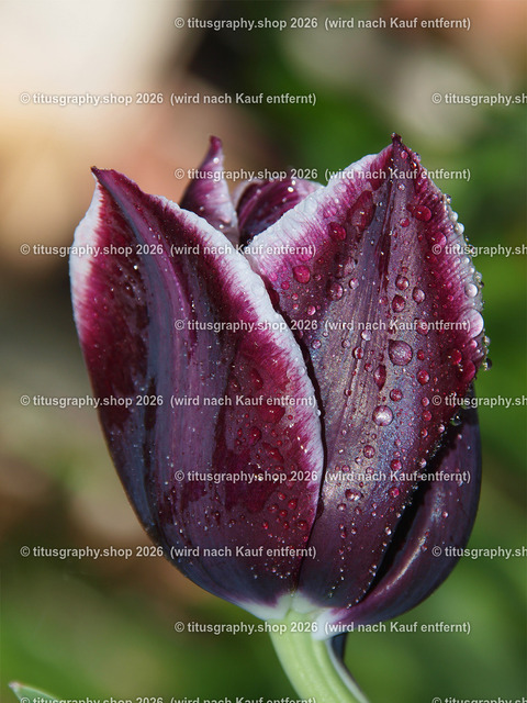titusgraphy-P5057685_var-035 | Fotokunstarbeit aus der INSTAGRAM-Gallerie auf titusgraphy.eu - Realisiert mit Pictrs.com