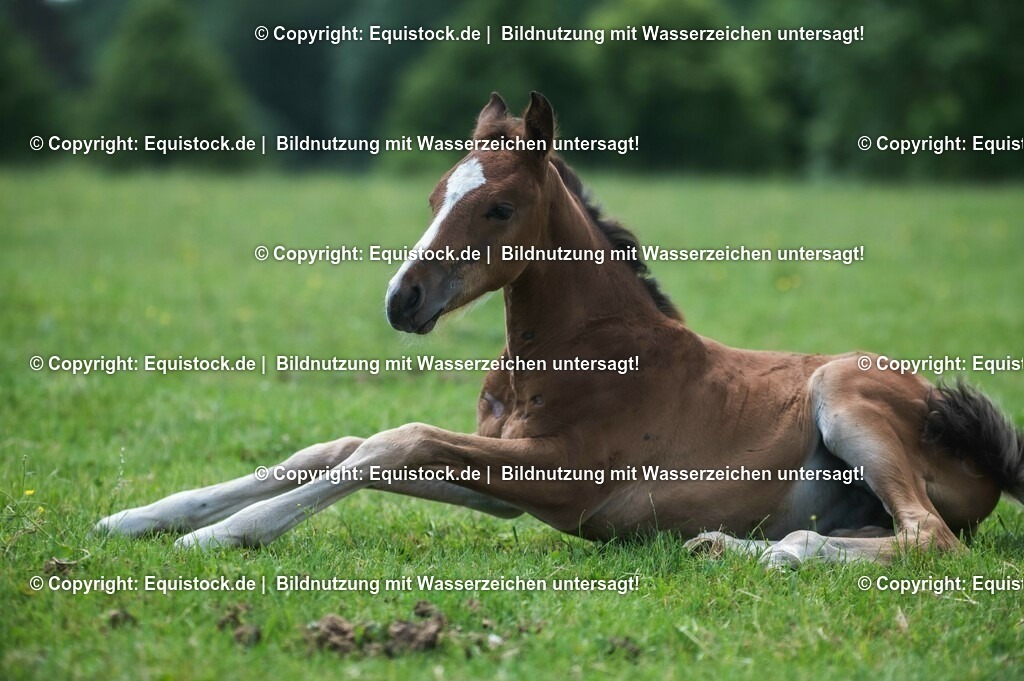 20210617_Fohlen_0318 | Foto: Thomas Hartig