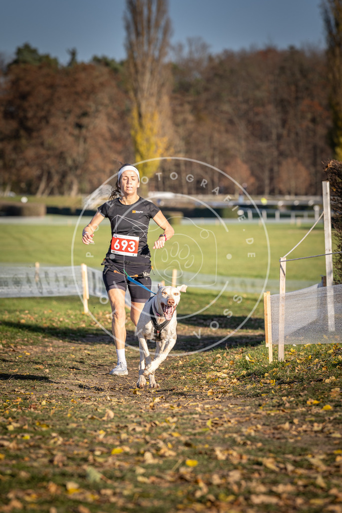 CaniXpix_DV3A1315 | Hundefotografie, Tierfotograf, Pfotenfotografie, Fotoshooting Hund, Hunde Portrait, Hundesport, Hundeportraits, Heideshooting, Hunde, Sportfotograf, Hundefotograf, Turnierhundsport, THS,  - Realisiert mit Pictrs.com
