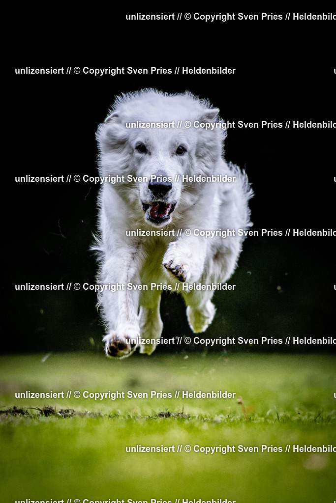 Sven Pries | 2025-10-03 - Hunderennen Obergrombach - Realisiert mit Pictrs.com
