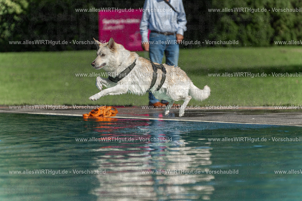 Hundeschwimmen_Volksbad_2026-allesWIRTHgut_Tierfotografie-2609061549-7R501926 | Professionelle Tierfotografie in Mönchengladbach von Daniel Wirth (allesWIRTHgut). Liebevolle & natürliche Bilder von Hunden & Katzen für unvergessliche Erinnerungen.