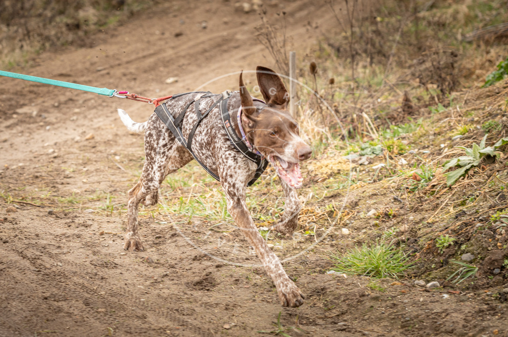 DV3A1341 | Hundefotografie, Tierfotograf, Pfotenfotografie, Fotoshooting Hund, Hunde Portrait, Hundesport, Hundeportraits, Heideshooting, Hunde, Sportfotograf, Hundefotograf, Turnierhundsport, THS,  - Realisiert mit Pictrs.com
