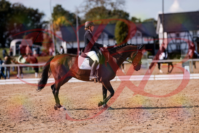 2026_10_03_Siefer-Hof_130220_Z81_56177758 | Professionelle Reitsport-, Turnier- und Eventfotografie von Robert Broda. Galerien mit ausgewählten und bearbeiteten Bildern direkt online ansehen und bestellen.