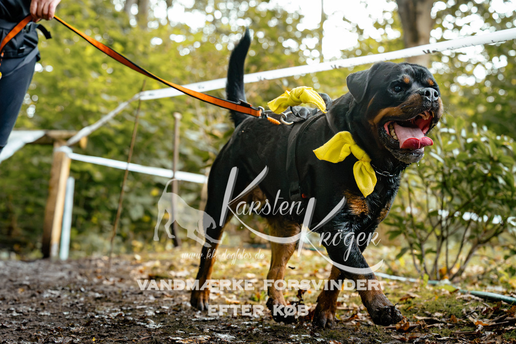 1431DZ6_2816Z6 | kk-dogfotos