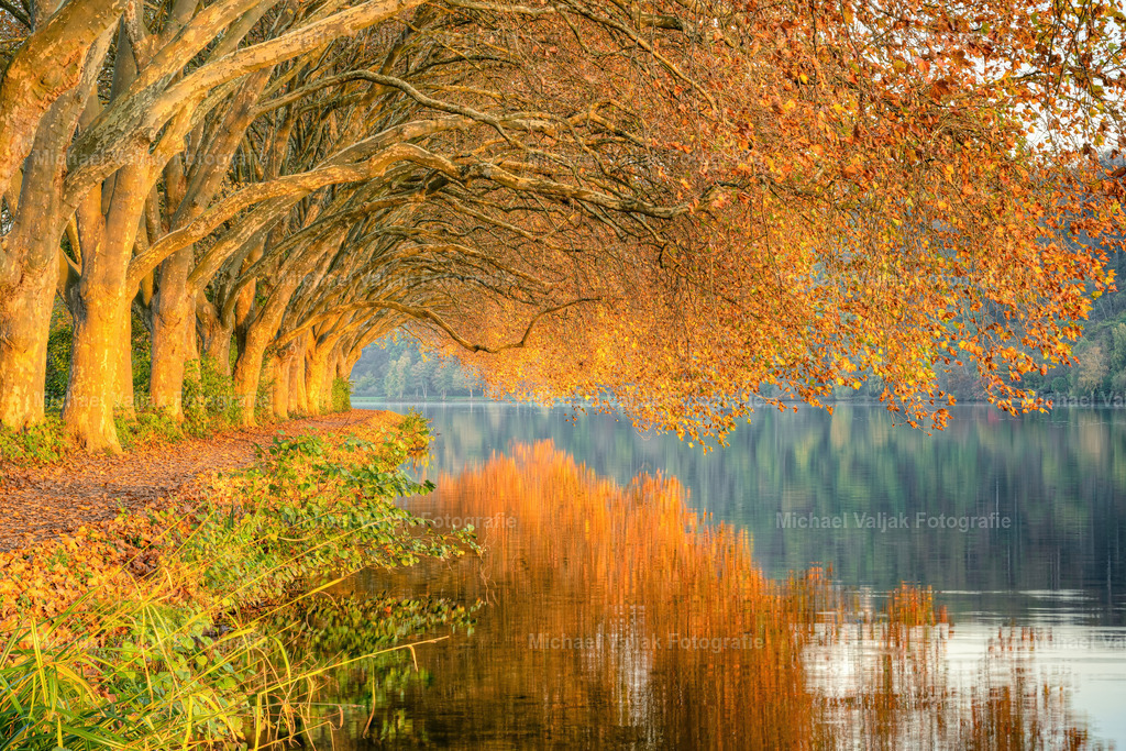 Herbst am Baldeneysee in Essen | Die aufgehende Sonne taucht die überhängenden Bäume am Hardenberger Ufer des Baldeneysees südlich von Essen in ein rotes Licht. Zusammen mit der Herbstfärbung der Blätter ergibt sich eine sehr intensive Färbung.  - Realisiert mit Pictrs.com