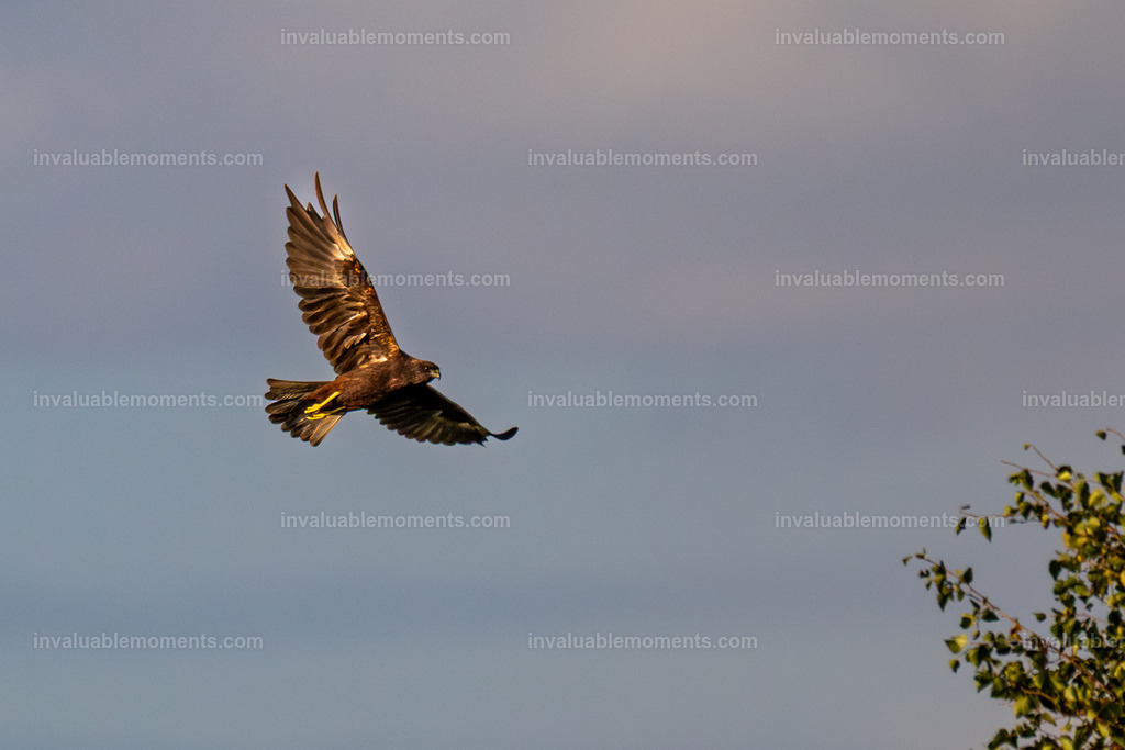 DSC_5651 | invaluablemoments.com - Realisiert mit Pictrs.com