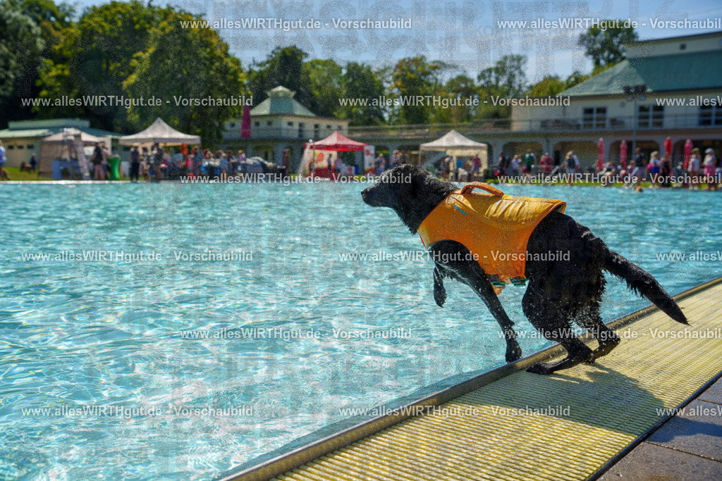 allesWIRTHgut Tierfotografie - allesWIRTHgut.de - 7IV08043 | Professionelle Tierfotografie in Mönchengladbach von Daniel Wirth (allesWIRTHgut). Liebevolle & natürliche Bilder von Hunden & Katzen für unvergessliche Erinnerungen.