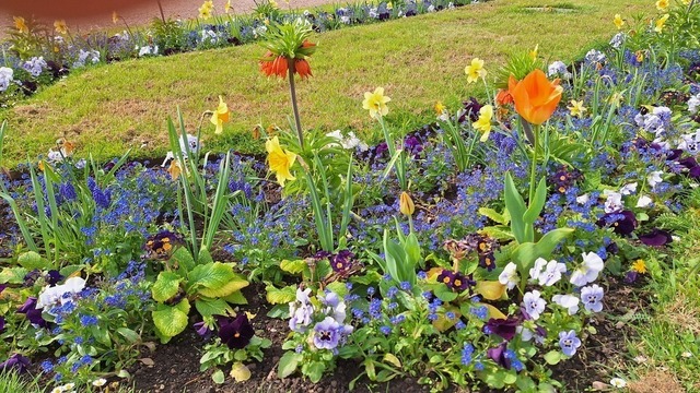 Blumen im Garten der Orangerie Gothha | Verkauf von Fotos und  Videoclips zumThema Natur.Motive sind Pflanzen, Tiere, Landschaftenund Wetter - Realisiert mit Pictrs.com