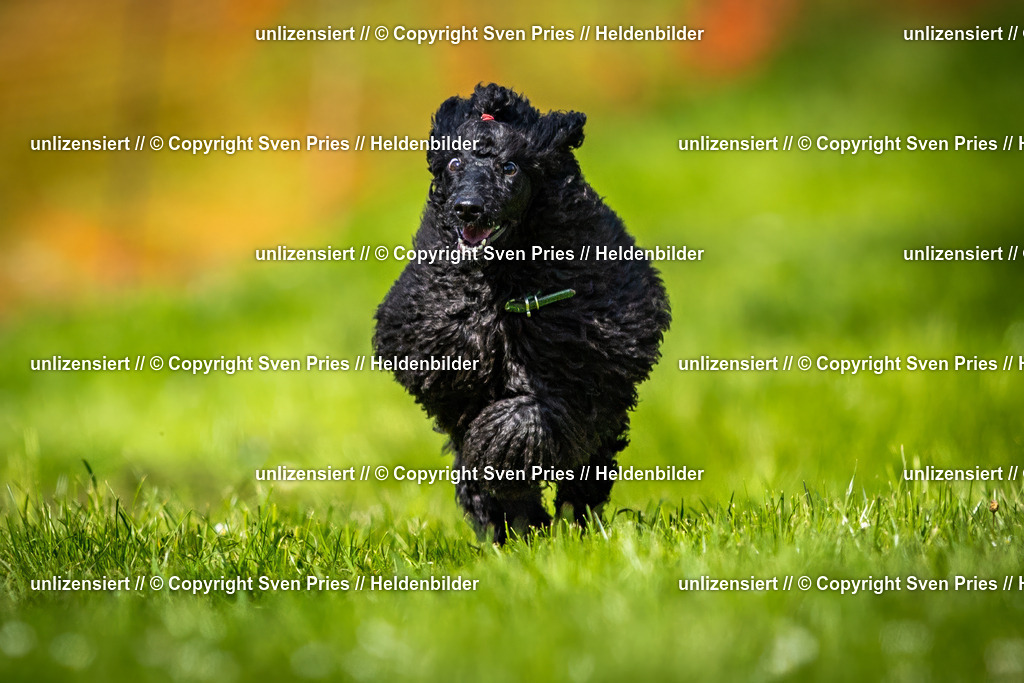 Sven Pries | 2025-04-13 - Hunderennen Baden-Baden - Realisiert mit Pictrs.com