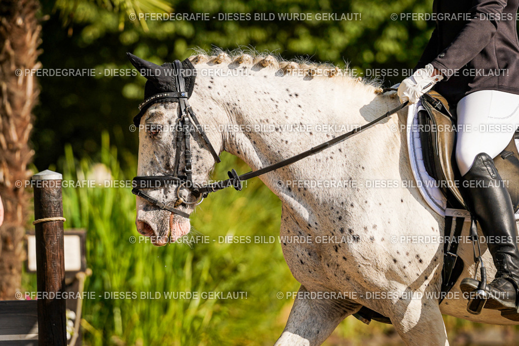 DSC09472 | Pferdegrafie