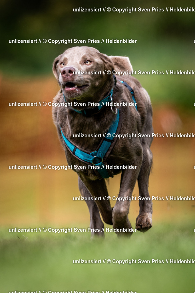 Sven Pries | 2024-04-21 - Hunderennen Baden-Oos
Foto: Sven Pries - Realisiert mit Pictrs.com