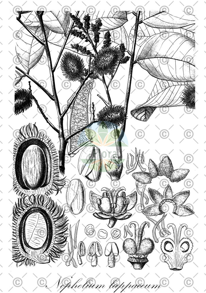 HistAbb_wfo-0000881503_1_ENZY_Simple | Historische Abbildung von Nephelium lappaceum - Sapindaceae | Historical Illustration of Nephelium lappaceum - Sapindaceae