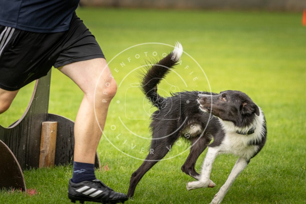 Pfotenfotografie_DV3A4984 | Hundefotografie, Tierfotograf, Pfotenfotografie, Fotoshooting Hund, Hunde Portrait, Hundesport, Hundeportraits, Heideshooting, Hunde, Sportfotograf, Hundefotograf, Turnierhundsport, THS,  - Realisiert mit Pictrs.com