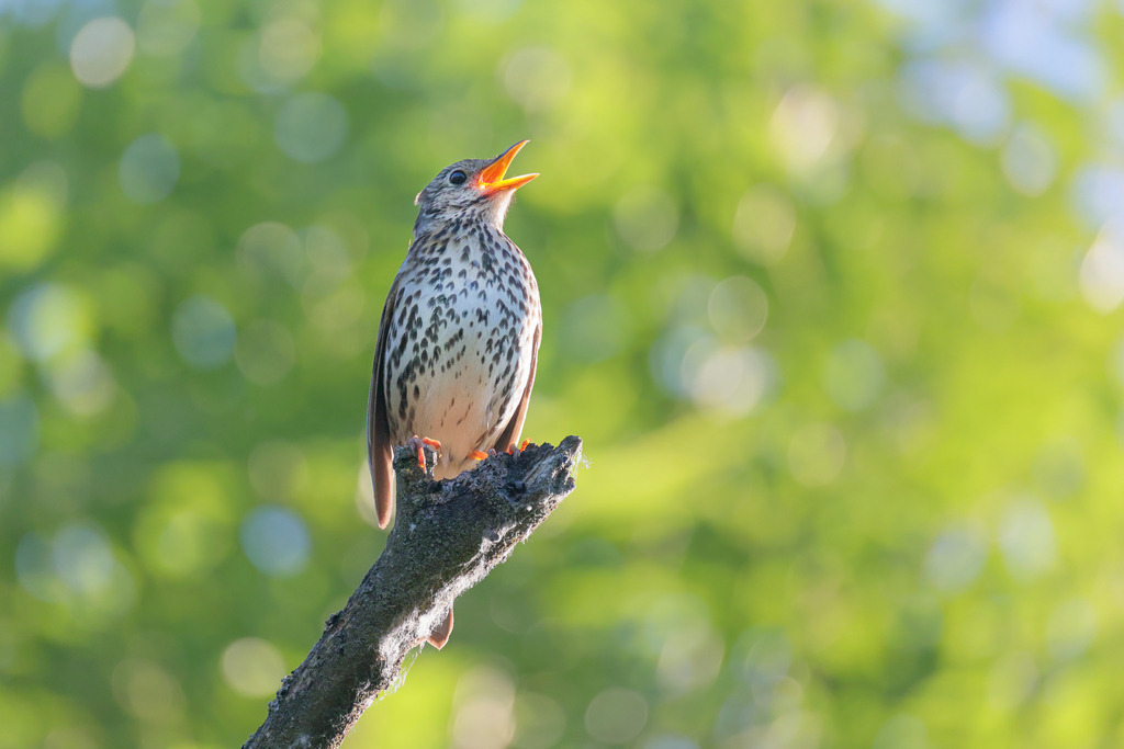 Wandbild Singvogel auf einem Ast in sonnigem Wald | Dieses Wandbild zeigt einen Singvogel, der auf einem Ast in einem sonnigen Wald sitzt und fröhlich singt. Der Vogel hat ein geflecktes Brustgefieder und braune Flügel. Sein Schnabel ist weit geöffnet, während er sein Lied singt. Der Hintergrund besteht aus einer wunderschönen, unscharfen Darstellung von grünen Blättern und sanftem Sonnenlicht, das durch das Laub scheint. Diese helle und lebendige Szene fängt die Essenz eines friedlichen Waldmorgens ein und vermittelt ein Gefühl von Freiheit und Naturverbundenheit.