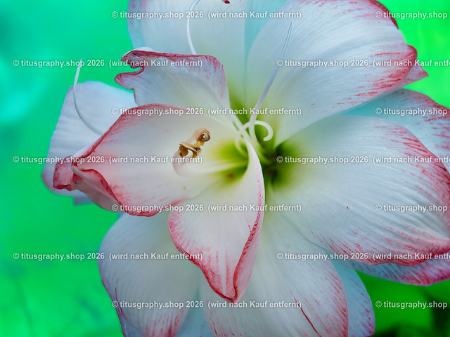 titusgraphy_P6290516-vz-ln | titusgraphy-shop: Geschenkideen mit Qualitätsfotos. titusgraphy-shop: gift ideas with quality photos. titusgraphy-shop: idées cadeaux avec photos de qualité.  - Realisiert mit Pictrs.com