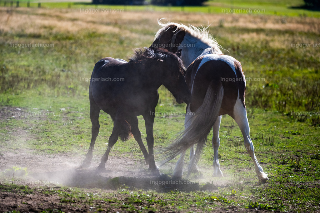 kämpfende Islandhengste | Ingo Gerlach