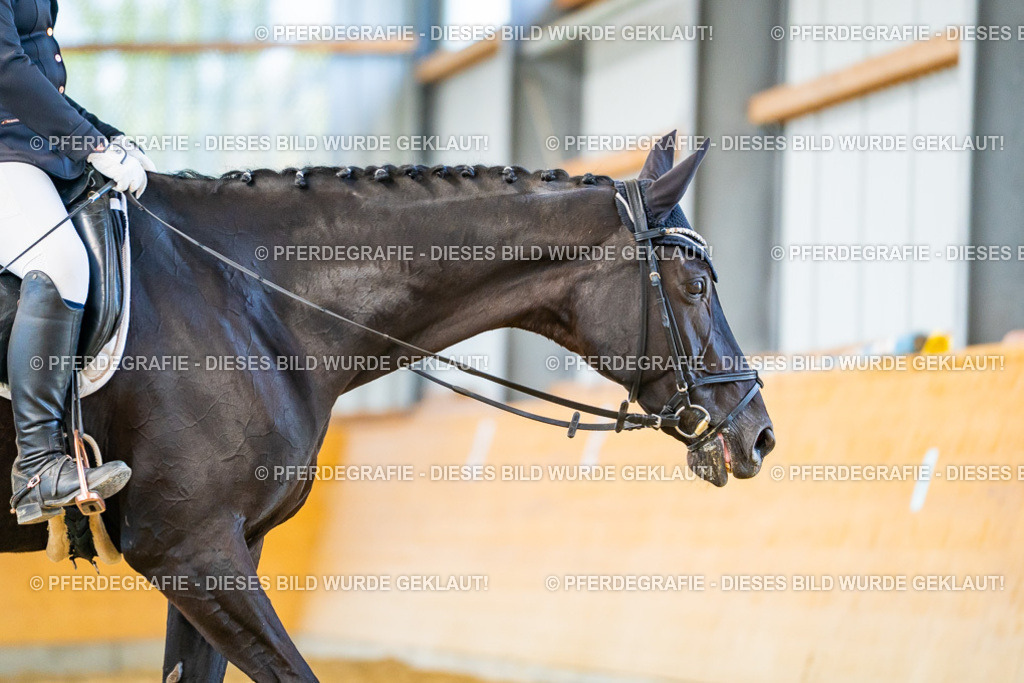 DSC08106 | Pferdegrafie