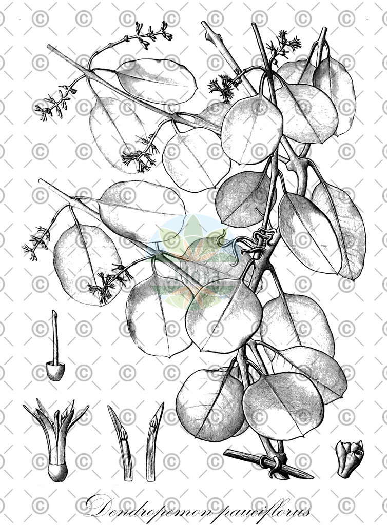 HistAbb_wfo-0000641448_2_ENZY_Simple | Historische Abbildung von Dendropemon pauciflorus - Loranthaceae | Historical Illustration of Dendropemon pauciflorus - Loranthaceae