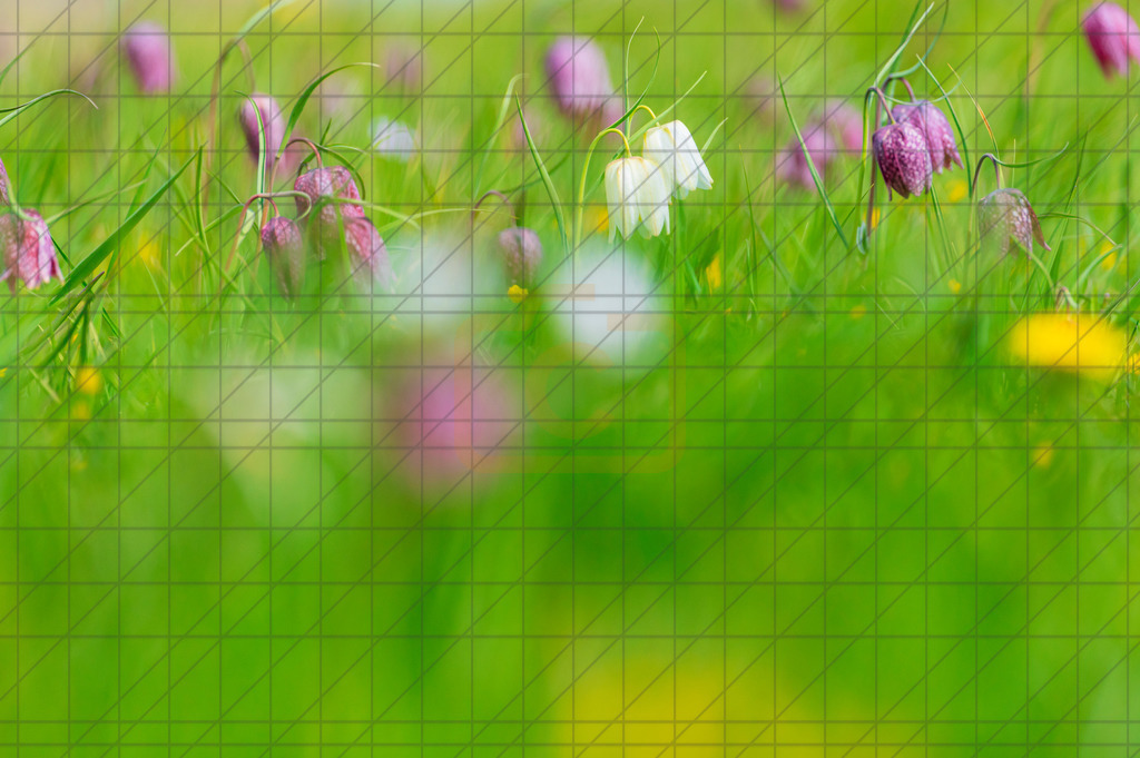 2022_04_30_SCHACHBLUMEN_DSC1697 | Hochwertig gedruckte Fotografien für die Wand, als Kalender und zum Verschenken. Hamburg & Norddeutschland und überall wo ich mit der Kamera unterwegs war.