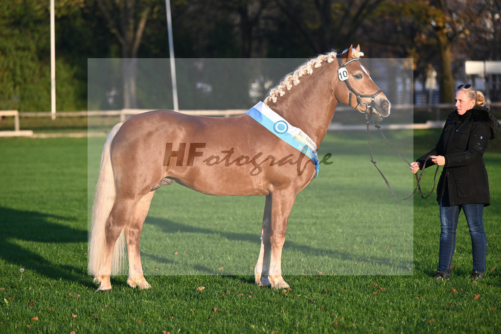 Kat-Nr. 10 Napoleon Bonaparte_Blum_44241223 | hf-fotografie - Realisiert mit Pictrs.com
