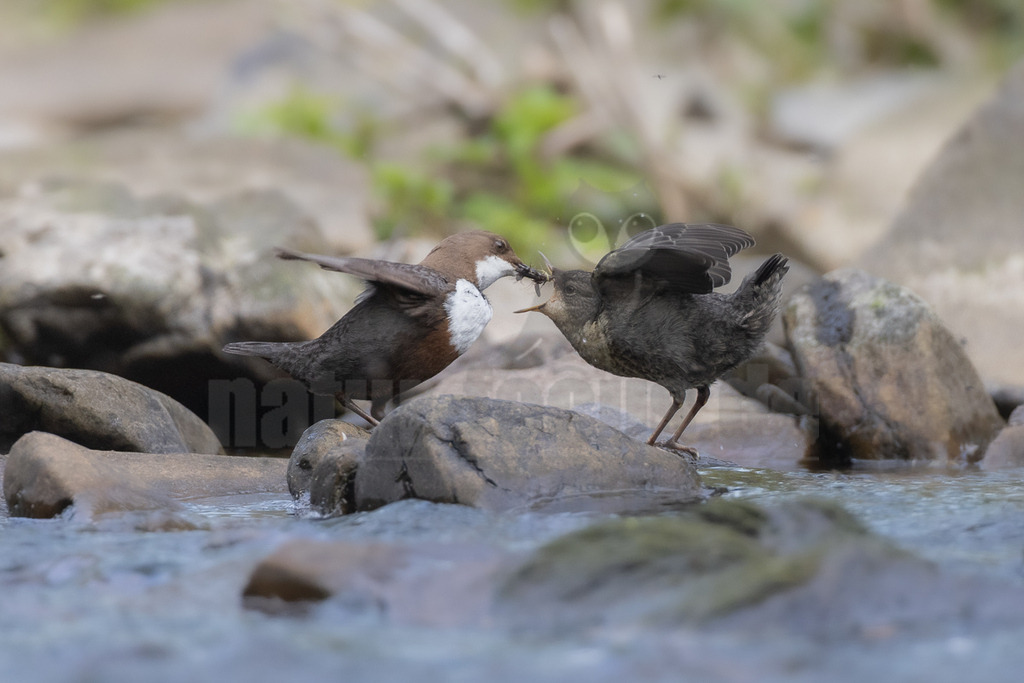 R5NF1616_20240501 | Die Wasseramsel oder Eurasische Wasseramsel ist die einzige auch in Mitteleuropa vorkommende Vertreterin der Familie der Wasseramseln. Der etwa starengroße, rundlich wirkende Singvogel ist eng an das Leben entlang schnellfließender, klarer Gewässer gebunden. - Realisiert mit Pictrs.com