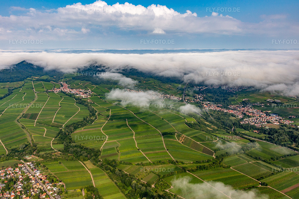 Luftbild: Weinberge am Rande des von Wolken verhangenen Pflälzerwalds zwischen Arzheim, Birkweiler und Ranschbach im Ortsteil Arzheim in Landau im Bundesland Rheinland-Pfalz in Deutschland. Foto: IMG_142982.jpg vom 03.08.2024 durch Werner Riehm/FLY-FOTO.de