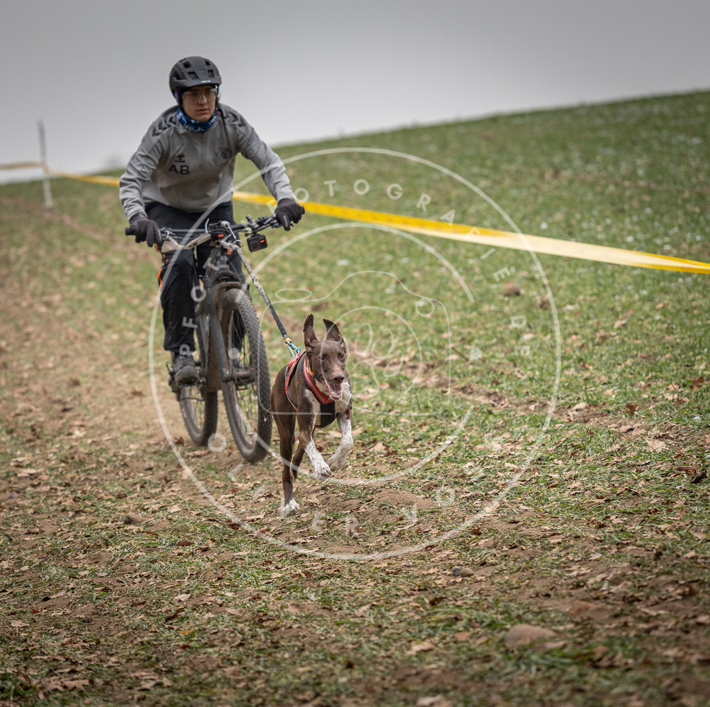 Pfotenfotografie_DV3A2480 | Hundefotografie, Tierfotograf, Pfotenfotografie, Fotoshooting Hund, Hunde Portrait, Hundesport, Hundeportraits, Heideshooting, Hunde, Sportfotograf, Hundefotograf, Turnierhundsport, THS,  - Realisiert mit Pictrs.com