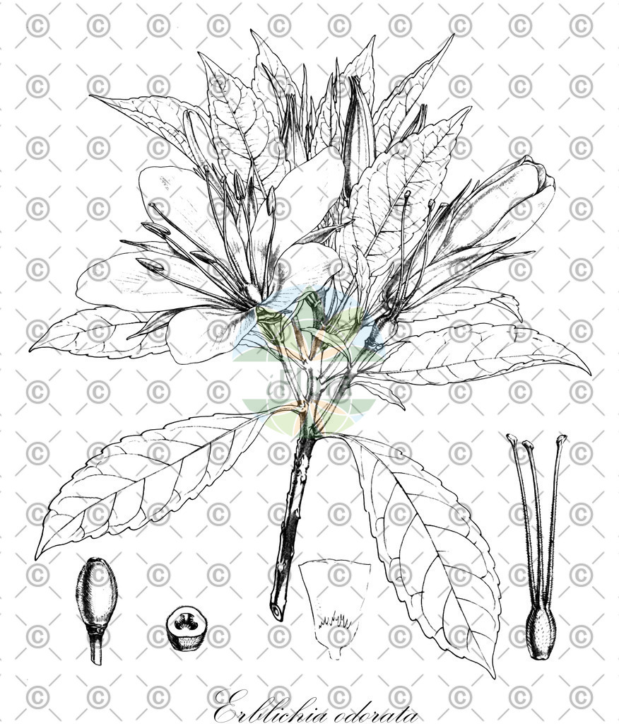 HistAbb_wfo-0000028940_1_ENZY_Simple | Historische Abbildung von Erblichia odorata - Passifloraceae | Historical Illustration of Erblichia odorata - Passifloraceae