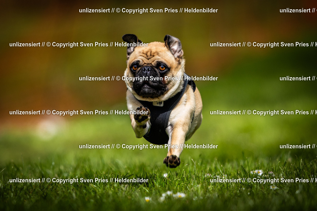 Sven Pries | 2025-04-13 - Hunderennen Baden-Baden - Realisiert mit Pictrs.com