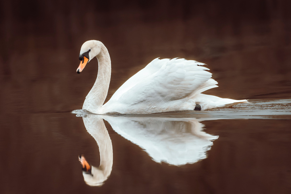 Höckerschwan | Wir machen aus Ihren Bildern Erinnerungen für die Ewigkeit | Hochwertige Fotografien für Ihr zu Hause. - Realisiert mit Pictrs.com