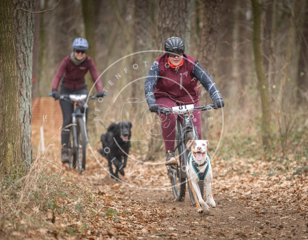 Pfotenfotografie_DV3A5867 | Hundefotografie, Tierfotograf, Pfotenfotografie, Fotoshooting Hund, Hunde Portrait, Hundesport, Hundeportraits, Heideshooting, Hunde, Sportfotograf, Hundefotograf, Turnierhundsport, THS,  - Realisiert mit Pictrs.com