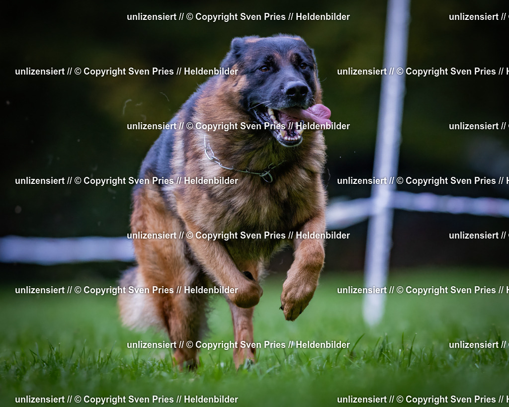 Sven Pries | 2024-10-19 - Hunderennen Ober-Grombach - Realisiert mit Pictrs.com