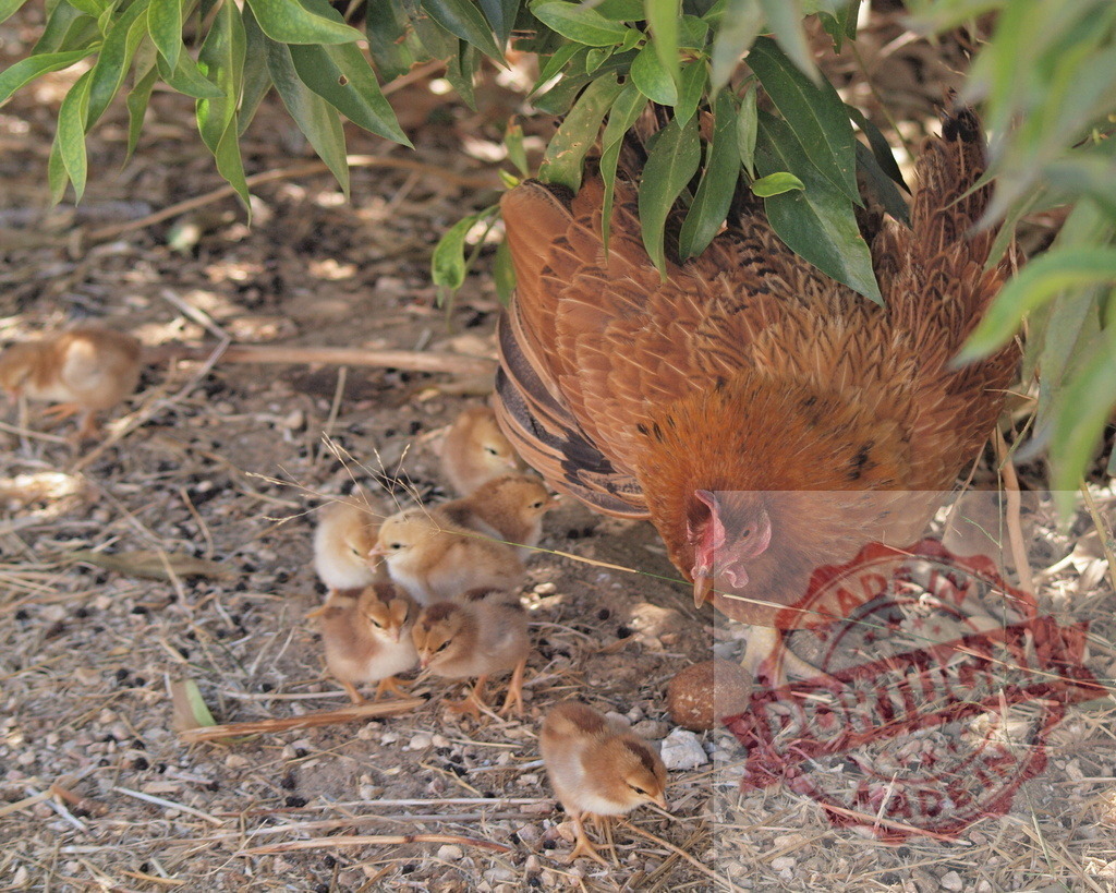 Hen protecting baby chicks under shade of tree | Hen and her chicks finding shelter from the sun on a farm - Realized with Pictrs.com