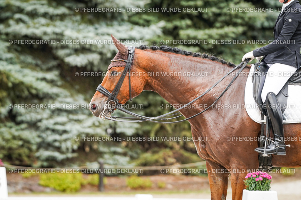 DSC06557 | Pferdegrafie