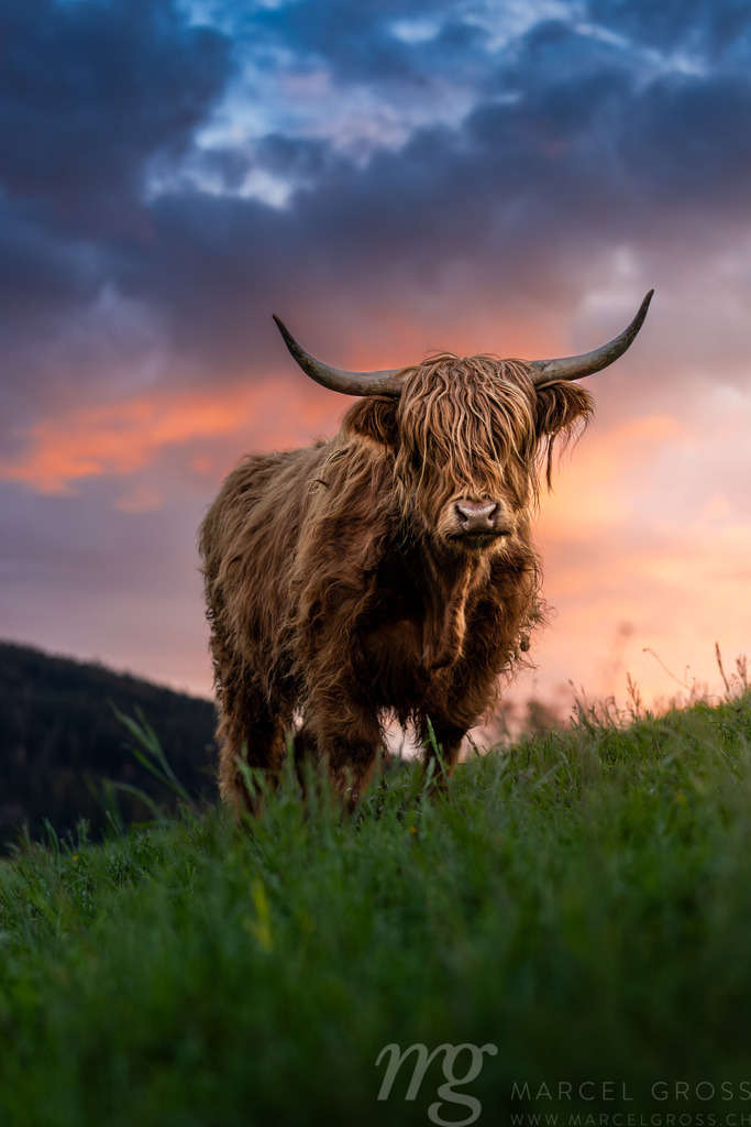 epic scottish highland cattle during a spring sunset in Emmental, Switzerland | epic scottish highland cattle during a spring sunset in Emmental, Switzerland - Realisiert mit Pictrs.com