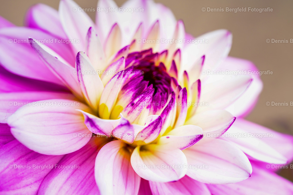 Flower 4 | Entdecken Sie Natur, Makro und Tierfotografie von Dennis Bergfeld.Besondere Momente und Details der Natur, hochwertig als Foto und Wandbild erhältlich. - Realisiert mit Pictrs.com