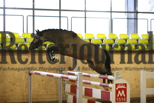 Winterkörung_Marbach_2023_KN_14 (8) | Alle Fotos der Reiterjournal Fotografin Doris Matthaes im Reiterjournal Online-Fotoshop. - Realisiert mit Pictrs.com