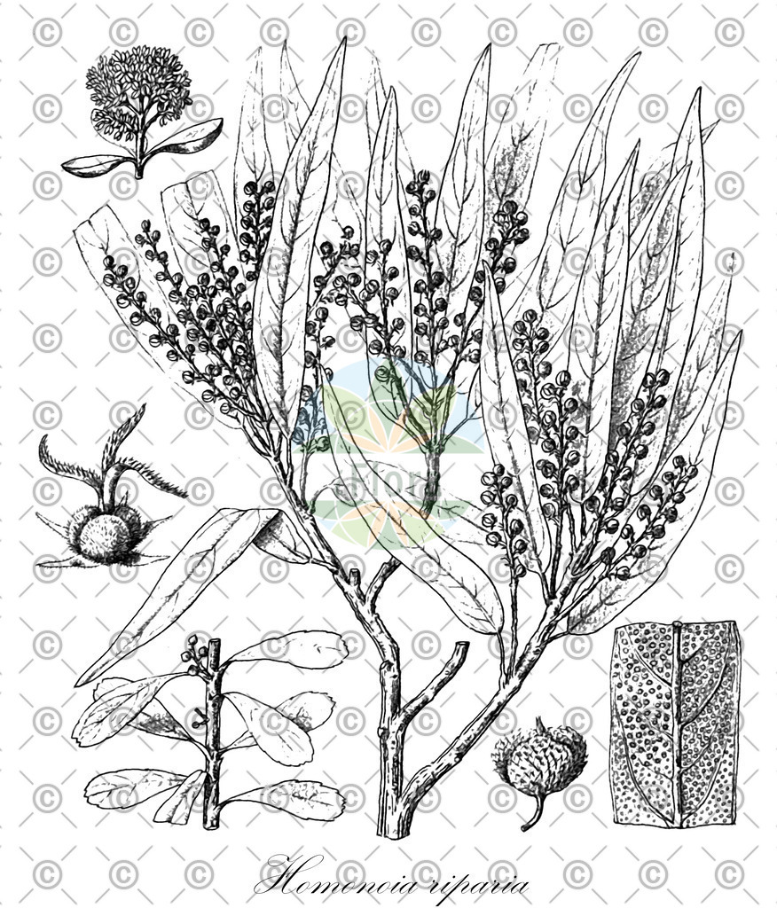 HistAbb_wfo-0000874630_1_ENZY_Simple | Historische Abbildung von Homonoia riparia - Euphorbiaceae | Historical Illustration of Homonoia riparia - Euphorbiaceae