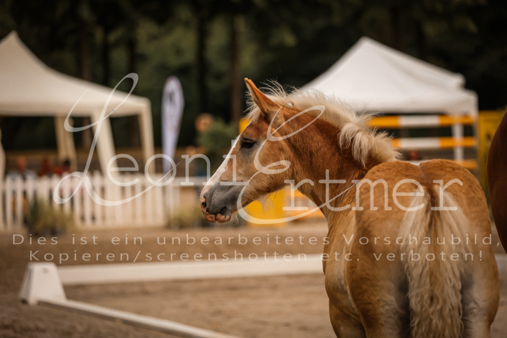 SaHF00044 | Leoni Ertmer Photography - Realisiert mit Pictrs.com