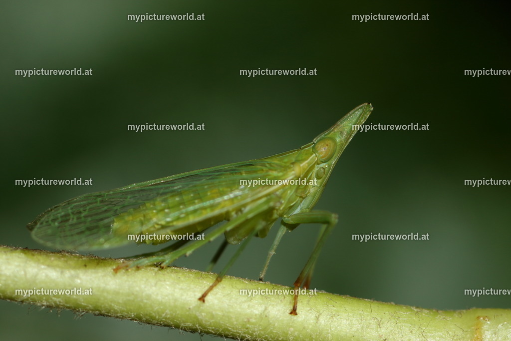 Dictyophara europaea-005 | Das Bilderarchiv über Tiere, Planzen und Landschaften. In der Bilddatenbank finden Sie ein große Auswahl an hochwertigen Bilder für Ihre Werbung - Realized with Pictrs.com