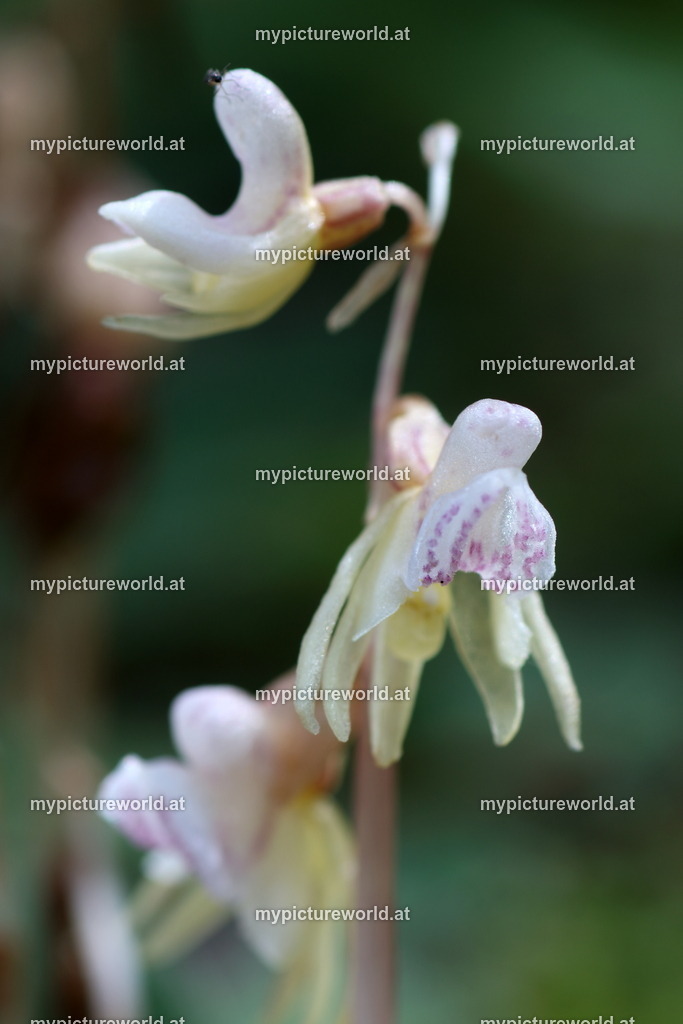 Blattloser Widerbart-006 | Das Bilderarchiv über Tiere, Planzen und Landschaften. In der Bilddatenbank finden Sie ein große Auswahl an hochwertigen Bilder für Ihre Werbung - Realized with Pictrs.com