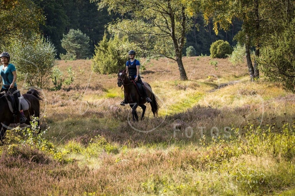 DdLH-WehlenerHeide_2025-09-20_84 | Fotografie, Veranstaltungs-Fotografie, Pferde-Fotografie, Landschafts-Fotografie, Reise-Fotografie - Realisiert mit Pictrs.com