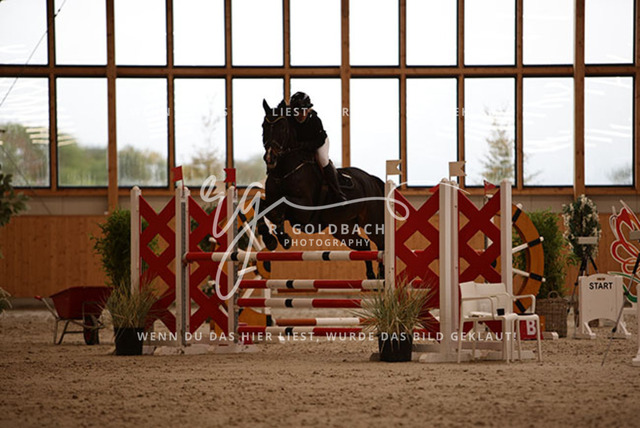 1J2A3604Anne Neumann_ Pokerface 40_ Kn425_ Hohen Wieschendorf_ Glantz | Foto- und Videografie für alles rund ums Pferd. Hochwertige Bilder und Videos vom Spring- und Dressurreiten, Voltigieren & mehr. Jetzt aktuelle Veranstaltungen und Preise im Shop ansehen. - Realisiert mit Pictrs.com